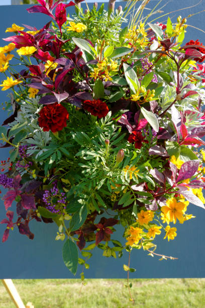 istock outdoor flower decoration 1502074048