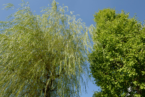 It is soothing to have refreshing greenery in urban buildings that tend to be inorganic.