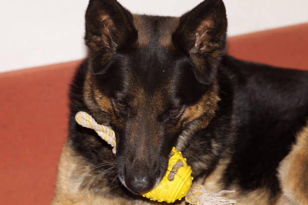 istock german shepherd dog with toy ball 1502095840