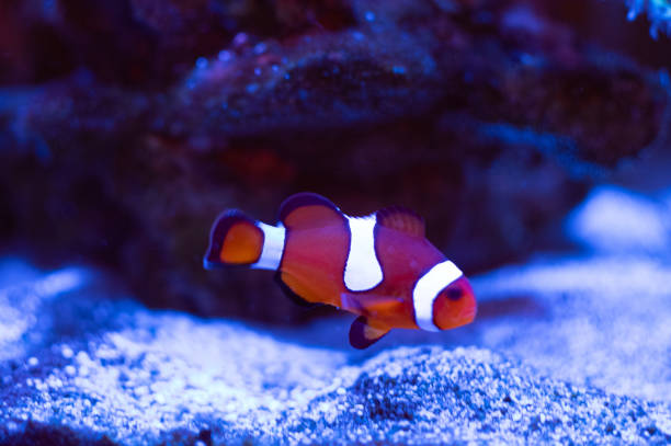 istock Clownfish under water swimming 1502096019