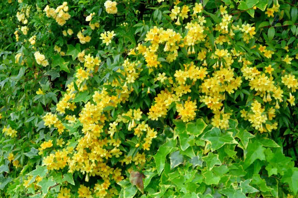 Carolina jasmine (or Jessamine), also called ‘Gelsemium sempervirens’ (scientific name) and Yellow Jessamine (or Jasmine), is known for its brilliant display of fragrant, bright yellow flowers. This flowering plant in the family of Gelsemiaceae is native to southeastern United States and has beautiful emerald, green foliage. Its vine climbs beautifully on a trellises, arbors, fences and walls.bunch