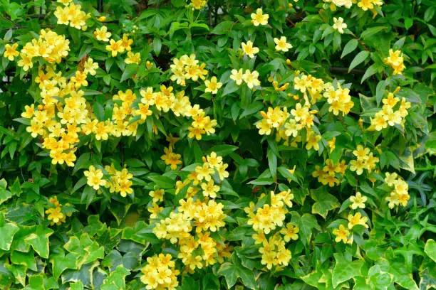 Carolina jasmine (or Jessamine), also called ‘Gelsemium sempervirens’ (scientific name) and Yellow Jessamine (or Jasmine), is known for its brilliant display of fragrant, bright yellow flowers. This flowering plant in the family of Gelsemiaceae is native to southeastern United States and has beautiful emerald, green foliage. Its vine climbs beautifully on a trellises, arbors, fences and walls.bunch