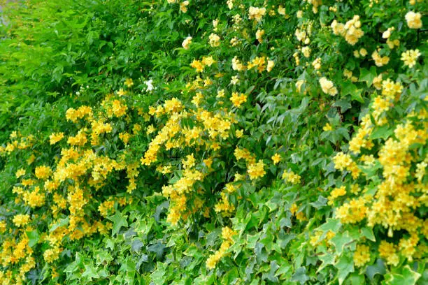 Carolina jasmine (or Jessamine), also called ‘Gelsemium sempervirens’ (scientific name) and Yellow Jessamine (or Jasmine), is known for its brilliant display of fragrant, bright yellow flowers. This flowering plant in the family of Gelsemiaceae is native to southeastern United States and has beautiful emerald, green foliage. Its vine climbs beautifully on a trellises, arbors, fences and walls.bunch