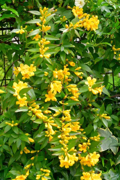 Carolina jasmine (or Jessamine), also called ‘Gelsemium sempervirens’ (scientific name) and Yellow Jessamine (or Jasmine), is known for its brilliant display of fragrant, bright yellow flowers. This flowering plant in the family of Gelsemiaceae is native to southeastern United States and has beautiful emerald, green foliage. Its vine climbs beautifully on a trellises, arbors, fences and walls.bunch