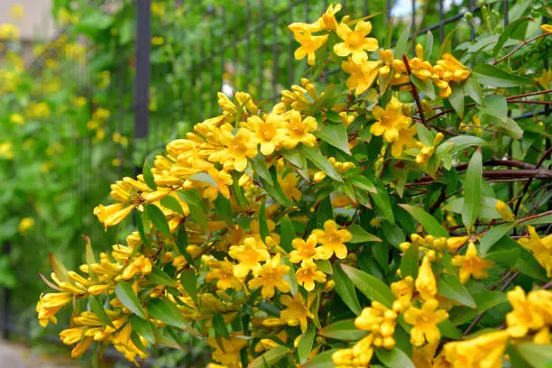 Carolina jasmine (or Jessamine), also called ‘Gelsemium sempervirens’ (scientific name) and Yellow Jessamine (or Jasmine), is known for its brilliant display of fragrant, bright yellow flowers. This flowering plant in the family of Gelsemiaceae is native to southeastern United States and has beautiful emerald, green foliage. Its vine climbs beautifully on a trellises, arbors, fences and walls.bunch