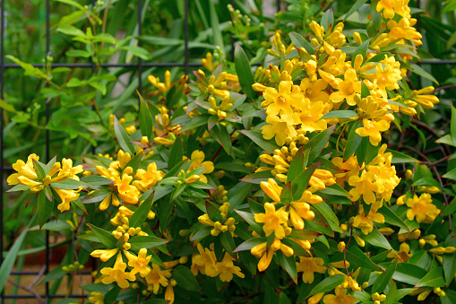 Carolina jasmine (or Jessamine), also called ‘Gelsemium sempervirens’ (scientific name) and Yellow Jessamine (or Jasmine), is known for its brilliant display of fragrant, bright yellow flowers. This flowering plant in the family of Gelsemiaceae is native to southeastern United States and has beautiful emerald, green foliage. Its vine climbs beautifully on a trellises, arbors, fences and walls.bunch