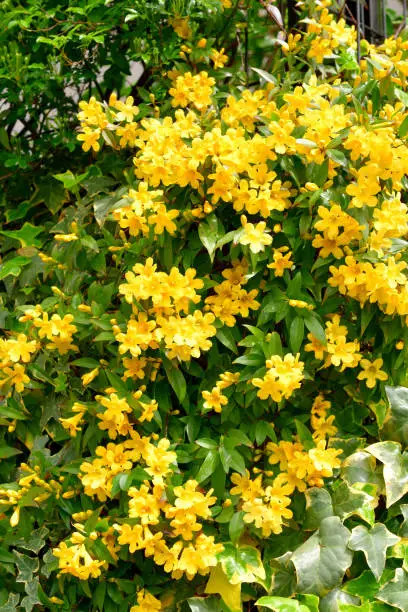 Carolina jasmine (or Jessamine), also called ‘Gelsemium sempervirens’ (scientific name) and Yellow Jessamine (or Jasmine), is known for its brilliant display of fragrant, bright yellow flowers. This flowering plant in the family of Gelsemiaceae is native to southeastern United States and has beautiful emerald, green foliage. Its vine climbs beautifully on a trellises, arbors, fences and walls.bunch