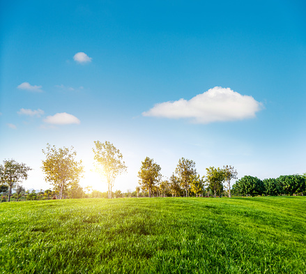 Green field with trees under blue sky