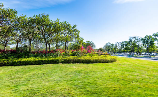 public park with green grass and bush - sunlight summer grass landscaped imagens e fotografias de stock