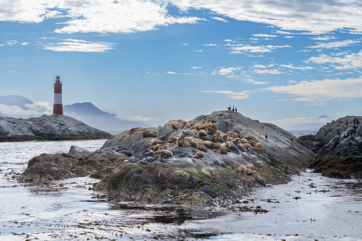 Landscape of Sea Lions and The Lighthouse of the End of the World Ushuaia Argentina