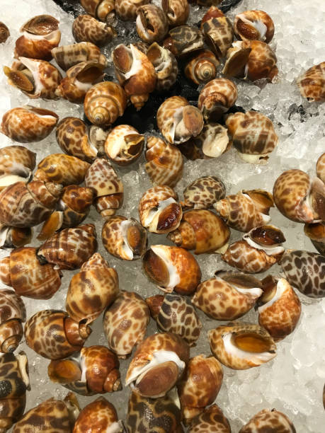 istock Fresh mussels frozen to maintain their temperature 1502103046