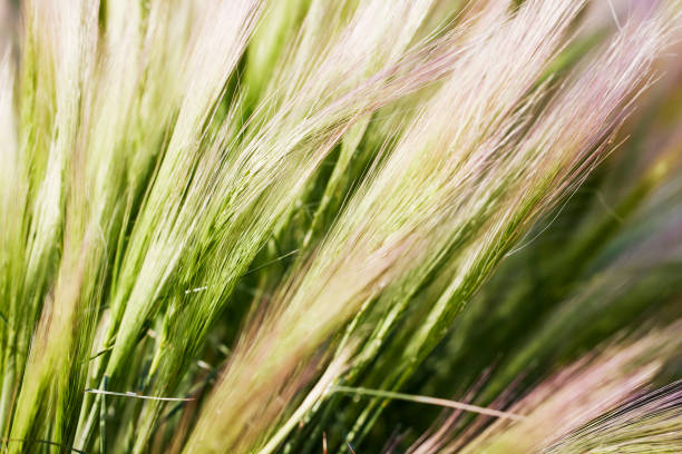 Abstract Image of the Stems of Tall Grass with shallow depth of field