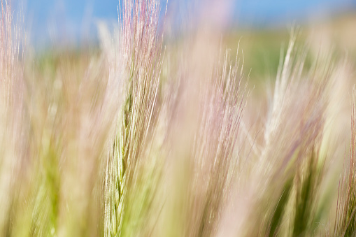 Abstract Image of the Stems of Tall Grass with shallow depth of field