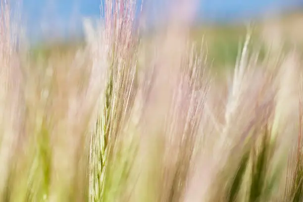 Photo of Abstract Image of the Stems of Tall Grass