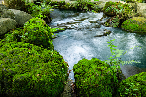 Mossy rocks with streams, Chiang Mai province.