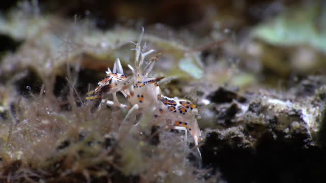 Small shrimp close-up. Muck diving