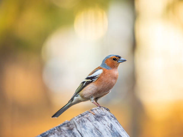 istock Common chaffinch, Fringilla coelebs, sits on a tree. Common chaffinch in wildlife. 1502119562