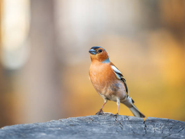 istock Common chaffinch, Fringilla coelebs, sits on a tree. Common chaffinch in wildlife. 1502119565