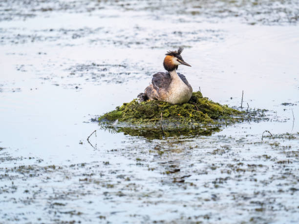 istock Great Crested Grebe, Podiceps cristatus, water bird sitting on the nest, nesting time on the green lake 1502121164