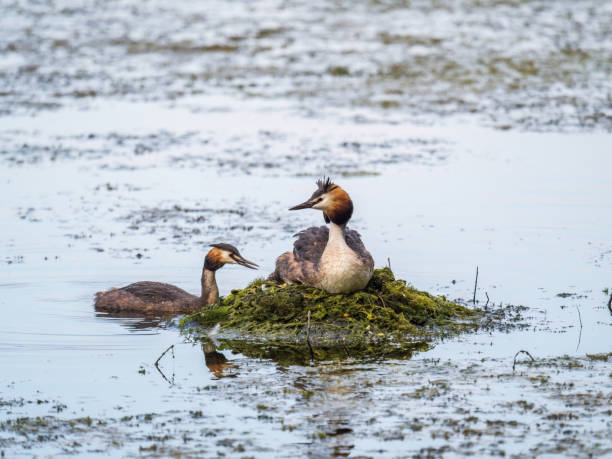 istock Great Crested Grebe, Podiceps cristatus, water bird sitting on the nest, nesting time on the green lake 1502121167