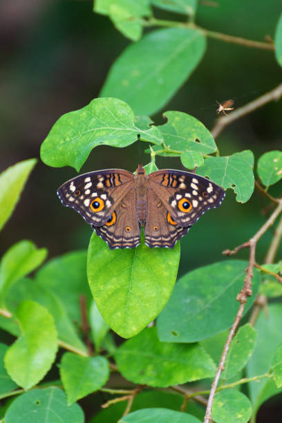 istock Closeup view of a butterfly resting on plant 1502123752