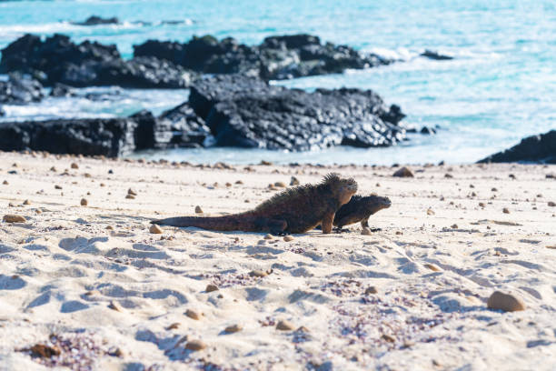 istock Galapagos Marine Iguana Beach, Ecuador 1502125008