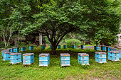 Bees gathering honey in the wild, beehives