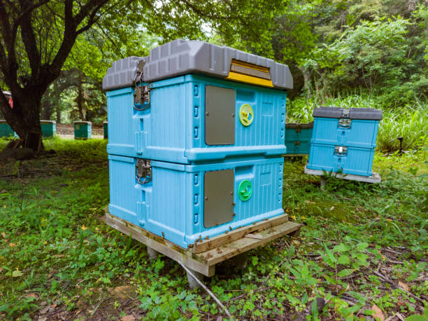 istock Bees gathering honey in the wild, beehives 1502126449