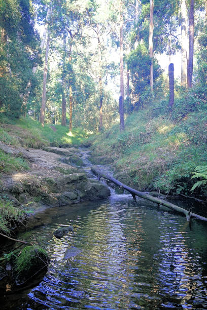 istock Kurumburra,  Victoria,  Australia 1502127165