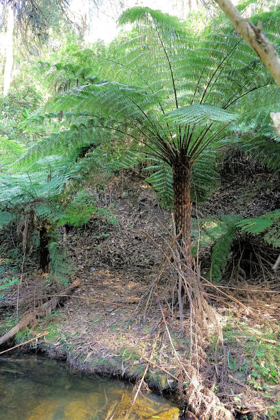 istock Kurumburra,  Victoria,  Australia 1502127204