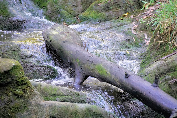A scene from the  Korumburra Botanic Park and Olsen's Creek Walk in the Gippsland Country