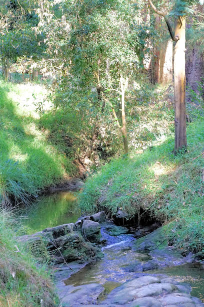 istock Kurumburra,  Victoria,  Australia 1502127817