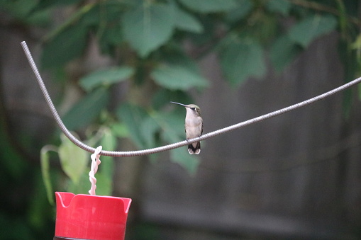 An adorable and friendly little juvenile Ruby-throated Hummingbird, that frequented my feeders often, and rested curiously more often than I would have expected. :) What a delight. Photo taken in the backyard of my home in Cape Cod, Massachusetts.