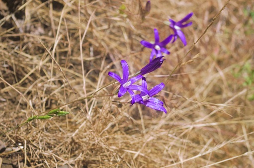 Small purple wildflower blossoms, specifically Crown Brodiaea (Brodiaea coronaria), in a dry meadow. Taken on the Eagle Creek hiking trail to Punchbowl falls, located to the east of Portland, Oregon in the Columbia Gorge region.