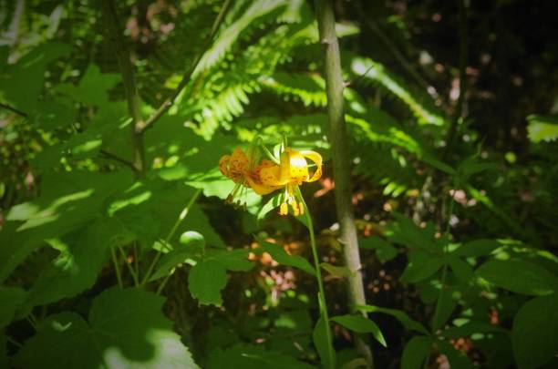 istock Lily near the forest floor 1502131573
