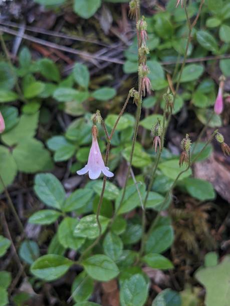 istock Close up of a single bell-shaped wildflower blossom 1502131780