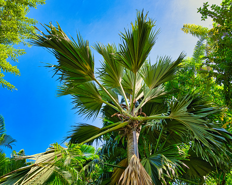 Male Coco De Mer Tree Inside The Botanical Garden On Mahe Seychelles ...