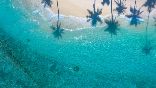 istock Summer palm tree  and Tropical sand  beach with blue  sky background 1502132796