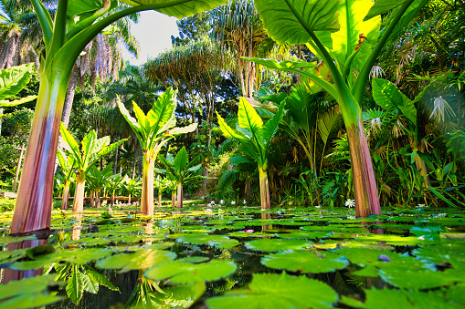 Huge plant growing in the waterlily pond in the botanical garden, Mahe Seychelles