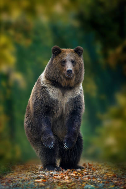 Brown bear (Ursus arctos) standing on his hind legs in the autumn forest