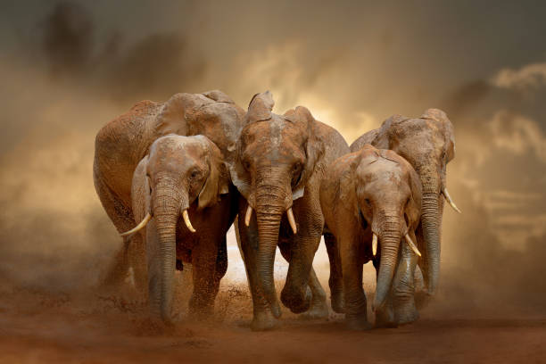 Amazing African elephants with dust and sand on evening sky background. A large animal runs towards the camera stock photo