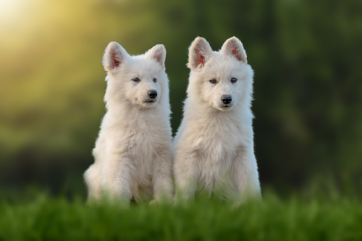 Two Puppy funny cute White Swiss Shepherd dog portrait on meadow