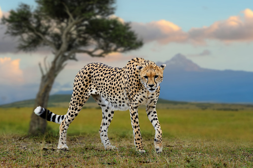 CHEETAH acinonyx jubatus, Adult running through Savannah