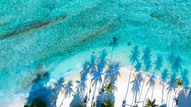 istock Summer palm tree  and Tropical beach with blue  sky background 1502134705