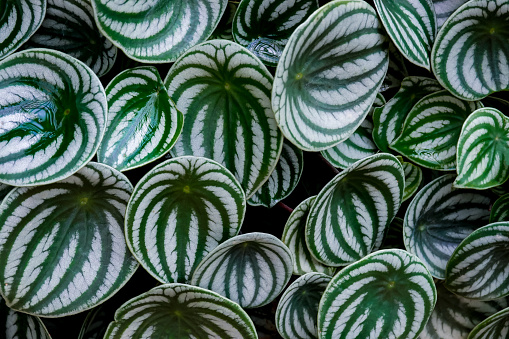 Tropical 'Peperomia Argyreia' or 'watermelon Peperomia' plant with round silvery green leaves background