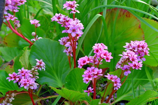 Bergenia crassifolia, commonly called Leather bergenia or Pig squeak, is a large-leaved evergreen perennial and lavender pink flowers, which bloom from March to early May in panicles atop rigid leafless stalks. Flowers will bloom as early as December in warm winter climates, hence the additional common name of winter blooming bergenia. . Rosettes of leathery, fine-toothed, obovate-rounded green leaves (to 8\