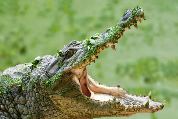 Crocodile with its mouth wide open with a green lake in the background - The Gambia