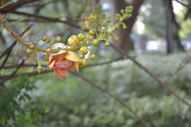 The Couroupita guianensis plant is also known as the Cannon Flower, Sala Tree, and CanonBall Tree