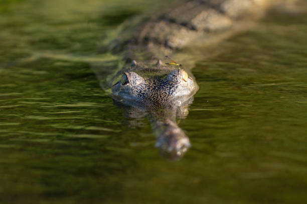 Gharial with a dragonfly inside narayani river - chitwan National Park - vertical view Nepal Gharial with a dragonfly inside narayani river - chitwan National Park - vertical view Nepal gavial stock pictures, royalty-free photos & images