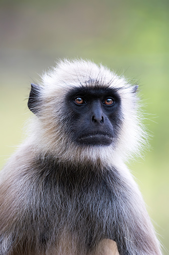 Close up shot of adorable monkey with nature background. Cute macaque in sacred monkey forest